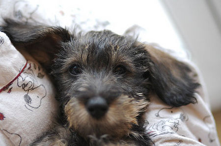 Rauhhaardackel (Zwergdackel) Hunde Foto 29385 in höherer Auflösung ansehen Rauhhaardackel (Zwergdackel) Jack der Dackel liebt Snoopy Pijamas