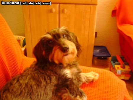 Rauhhaardackel (Zwergdackel) Hunde Foto 17294 Rauhhaardackel (Zwergdackel) Das ist Pixi, 9Jahre alt