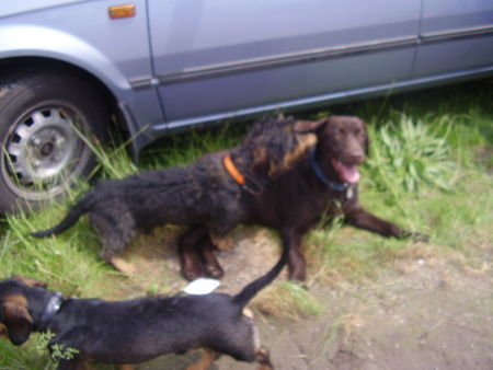 Rauhhaardackel (Zwergdackel) Hunde Foto 38830 Rauhhaardackel (Zwergdackel) Ich flüster Dir was ins Ohr meine Schöne