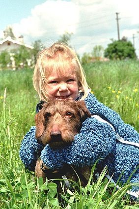 Rauhhaardackel (Zwergdackel) Hunde Foto 30124 in höherer Auflösung ansehen Rauhhaardackel (Zwergdackel) Kobeddus Ykem und seine Freundin Anna...