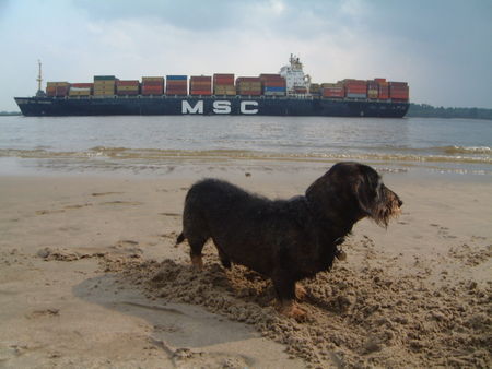 Rauhhaardackel (Zwergdackel) Hunde Foto 39266 in höherer Auflösung ansehen Rauhhaardackel (Zwergdackel) Benny