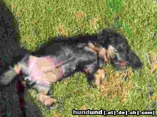 Rauhhaardackel (Zwergdackel) Hunde Foto 16014 Rauhhaardackel (Zwergdackel) Hoffentlich bekomme ich keinen Sonnenband am Bauch