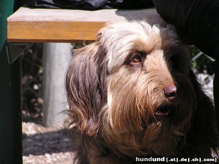 Rauhhaardackel (Zwergdackel) Hunde Foto 21128 Rauhhaardackel (Zwergdackel) bobby