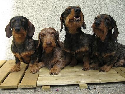 Rauhhaardackel (Zwergdackel) Hunde Foto 30122 in höherer Auflösung ansehen Rauhhaardackel (Zwergdackel) bei uns zu Hause