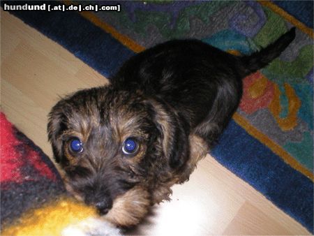 Rauhhaardackel (Zwergdackel) Hunde Foto 6273 Rauhhaardackel (Zwergdackel) Odinis Dackelblick