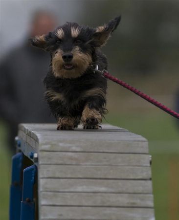 Rauhhaardackel (Zwergdackel) Hunde Foto 40198 in höherer Auflösung ansehen Rauhhaardackel (Zwergdackel)
