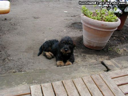 Rauhhaardackel (Zwergdackel) Hunde Foto 6372 Rauhhaardackel (Zwergdackel) die kleine Nele ganz alleine im Garten