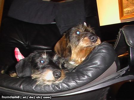 Rauhhaardackel (Zwergdackel) Hunde Foto 10454 Rauhhaardackel (Zwergdackel) Georg und Emily im Sessel