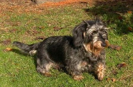 Rauhhaardackel (Zwergdackel) Hunde Foto 39373 in höherer Auflösung ansehen Rauhhaardackel (Zwergdackel) Dustin