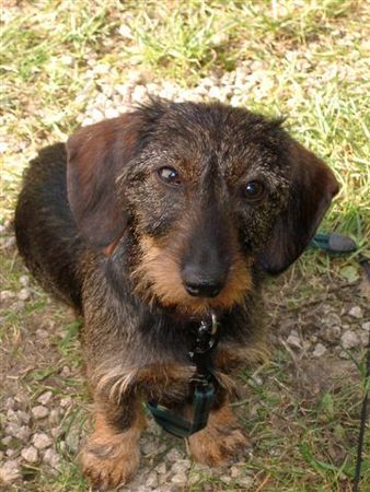 Rauhhaardackel (Zwergdackel) Hunde Foto 29584 in höherer Auflösung ansehen Rauhhaardackel (Zwergdackel) das bin ich