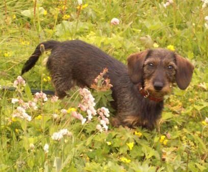 Rauhhaardackel (Zwergdackel) Hunde Foto 29585 in höherer Auflösung ansehen Rauhhaardackel (Zwergdackel)