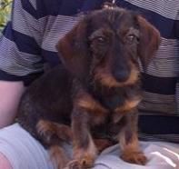 Rauhhaardackel (Zwergdackel) Hunde Foto 29586 in höherer Auflösung ansehen Rauhhaardackel (Zwergdackel)