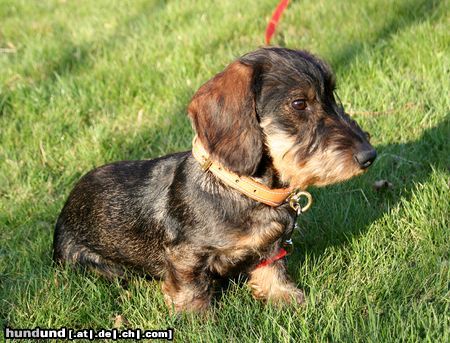 Rauhhaardackel (Zwergdackel) Hunde Foto 20385 in höherer Auflösung ansehen Rauhhaardackel (Zwergdackel) Ich heiße Felix