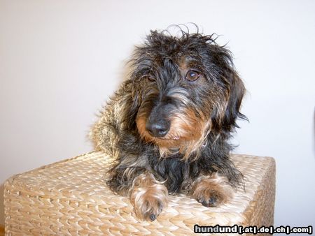 Rauhhaardackel (Zwergdackel) Hunde Foto 8859 Rauhhaardackel (Zwergdackel) Die liebe Fuxi