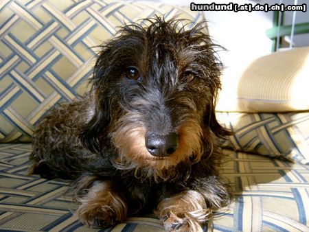Rauhhaardackel (Zwergdackel) Hunde Foto 9150 Rauhhaardackel (Zwergdackel) Die kleine Fuxi