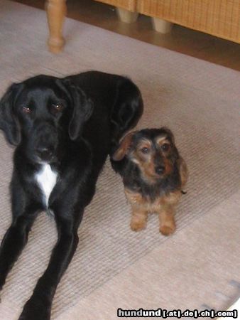 Rauhhaardackel (Zwergdackel) Hunde Foto 11753 Rauhhaardackel (Zwergdackel) nike und paul, unzertrennlich ge die geworden, diese zwei