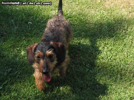 Rauhhaardackel (Zwergdackel) Hunde Foto 11752 Rauhhaardackel (Zwergdackel) paul mit 7 monaten