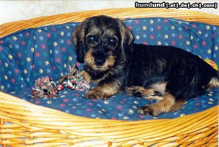 Rauhhaardackel (Zwergdackel) Hunde Foto 7843 Rauhhaardackel (Zwergdackel) Gigolo mit 8 Wochen
