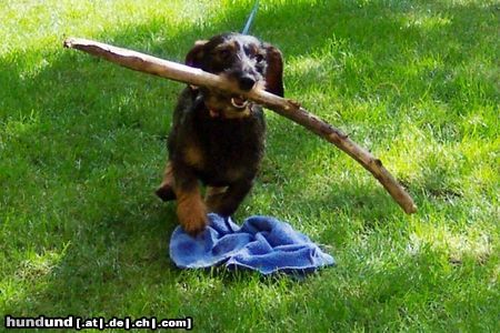 Rauhhaardackel (Zwergdackel) Hunde Foto 25933 in höherer Auflösung ansehen Rauhhaardackel (Zwergdackel) hier ist die kleine süße flitzmaus emma