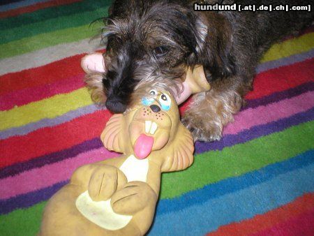 Rauhhaardackel (Zwergdackel) Odini