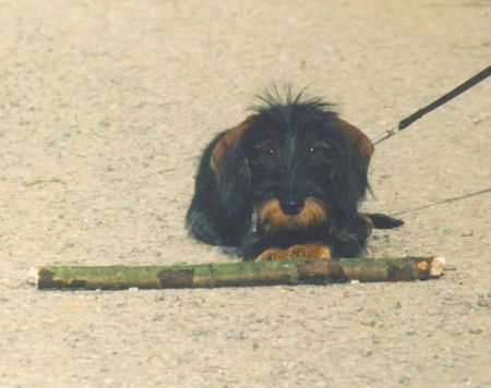 Rauhhaardackel (Zwergdackel) Hunde Foto 38039 in höherer Auflösung ansehen Rauhhaardackel (Zwergdackel) den klaut mir keiner!