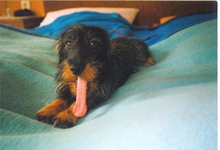 Rauhhaardackel (Zwergdackel) Hunde Foto 36669 in höherer Auflösung ansehen Rauhhaardackel (Zwergdackel) Frühjahrsmüdigkeit....