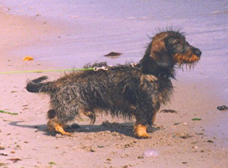 Rauhhaardackel (Zwergdackel) Hunde Foto 36668 in höherer Auflösung ansehen Rauhhaardackel (Zwergdackel) 30° am Strand - 3-Wetter-Taft und das Haar sitzt perfekt!