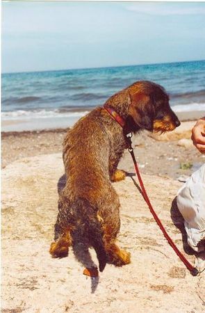 Rauhhaardackel (Zwergdackel) Hunde Foto 38041 in höherer Auflösung ansehen Rauhhaardackel (Zwergdackel) jetzt aber ab in die Fluten zum Abkühlen!