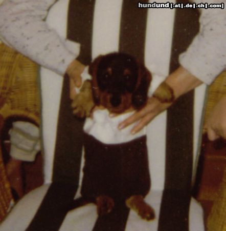 Rauhhaardackel (Zwergdackel) Hunde Foto 13025 Rauhhaardackel (Zwergdackel) Baby Nutschi in Hose & Hemd
