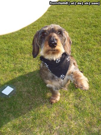 Rauhhaardackel (Zwergdackel) Hunde Foto 22722 in höherer Auflösung ansehen Rauhhaardackel (Zwergdackel) Kommando