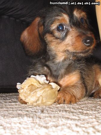 Rauhhaardackel (Zwergdackel) Hunde Foto 8424 Rauhhaardackel (Zwergdackel) erwischt...