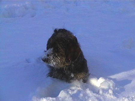 Rauhhaardackel (Zwergdackel) Hunde Foto 1735 Rauhhaardackel (Zwergdackel)