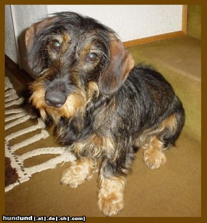 Rauhhaardackel (Zwergdackel) Hunde Foto 6631 Rauhhaardackel (Zwergdackel) Leo vom Klesberg geboren 16.11.2001