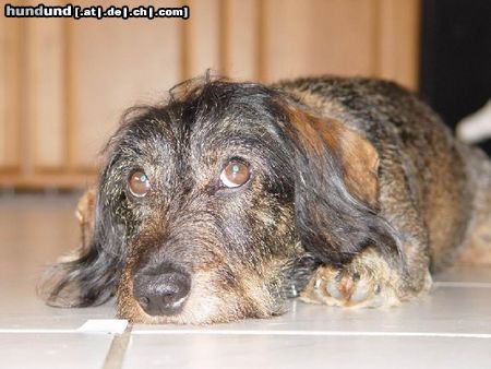 Rauhhaardackel (Zwergdackel) Hunde Foto 22952 in höherer Auflösung ansehen Rauhhaardackel (Zwergdackel) ich hab nichts gemacht...