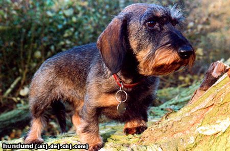 Rauhhaardackel (Zwergdackel) Hunde Foto 3226 Rauhhaardackel (Zwergdackel) Clara