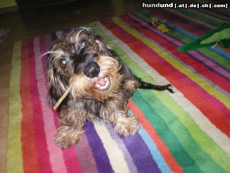 Rauhhaardackel (Zwergdackel) Hunde Foto 6272 Rauhhaardackel (Zwergdackel) Odini