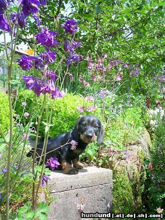 Rauhhaardackel (Zwergdackel) Hunde Foto 11629 Rauhhaardackel (Zwergdackel) Kobold zwischen den Akeleien