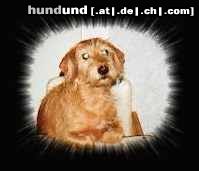 Rauhhaardackel (Zwergdackel) Hunde Foto 19770 in höherer Auflösung ansehen Rauhhaardackel (Zwergdackel) das ist herkules