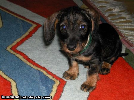 Rauhhaardackel (Zwergdackel) Hunde Foto 12906 Rauhhaardackel (Zwergdackel) leni mit 11 wochen