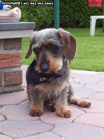 Rauhhaardackel (Zwergdackel) Hunde Foto 22723 in höherer Auflösung ansehen Rauhhaardackel (Zwergdackel) Mein Lieblingsfoto von Max