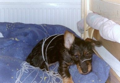 Rauhhaardackel (Zwergdackel) Hunde Foto 1473 Rauhhaardackel (Zwergdackel) Erwischt!