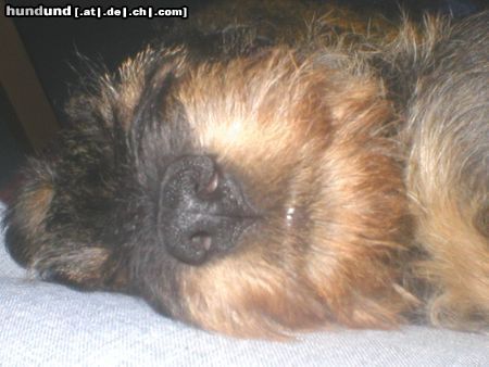 Rauhhaardackel (Zwergdackel) Hunde Foto 6270 Rauhhaardackel (Zwergdackel) schnarch