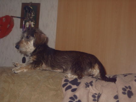 Rauhhaardackel (Zwergdackel) Hunde Foto 27818 Rauhhaardackel (Zwergdackel) Angelina-Martischa von der Hommelheide