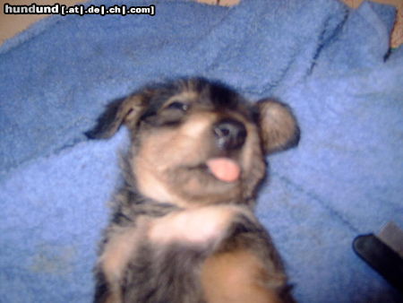 Rauhhaardackel (Zwergdackel) Hunde Foto 24548 Rauhhaardackel (Zwergdackel) Unsere Martischa beim schlafen