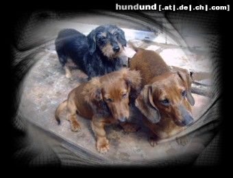 Rauhhaardackel (Zwergdackel) Hunde Foto 24745 Rauhhaardackel (Zwergdackel) Kurz Lang und Rauhaar