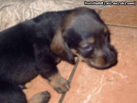 Rauhhaardackel (Zwergdackel) Hunde Foto 23455 in höherer Auflösung ansehen Rauhhaardackel (Zwergdackel) ich bin Mufassa von der Hommelheide