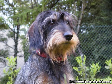 Rauhhaardackel (Zwergdackel) Hunde Foto 3603 Rauhhaardackel (Zwergdackel) Das ist Onkel Kurt wenn er nicht schläft