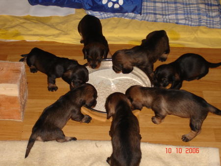 Rauhhaardackel (Zwergdackel) Hunde Foto 35062 in höherer Auflösung ansehen Rauhhaardackel (Zwergdackel)