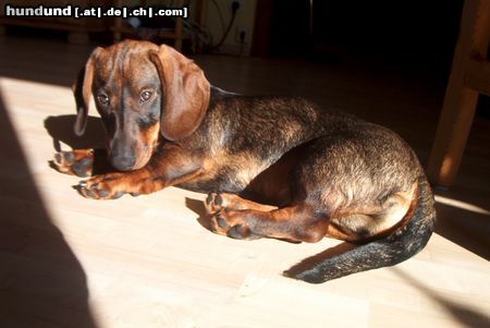 Rauhhaardackel (Zwergdackel) Hunde Foto 17350 Rauhhaardackel (Zwergdackel) Nemo, 7 Monate