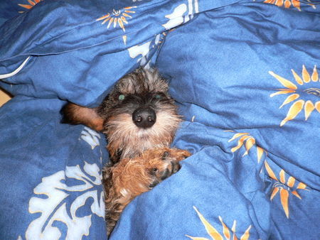 Rauhhaardackel (Zwergdackel) So richtig nett ists nur im Bett....